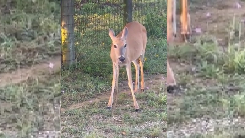 https://newsfirstlive.com/wp-content/uploads/2023/06/Deer.jpg