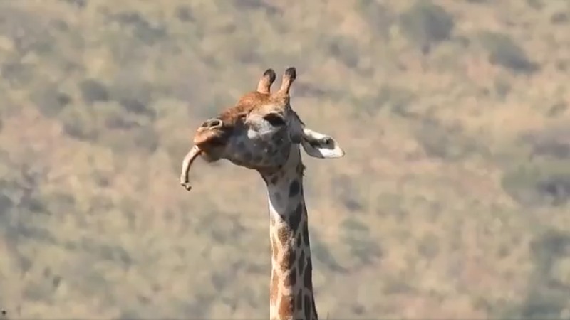 https://newsfirstlive.com/wp-content/uploads/2023/06/Giraffe.jpg