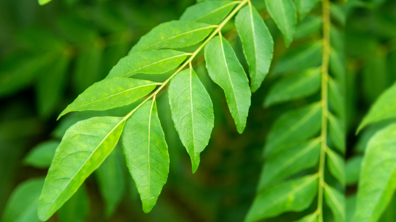https://newsfirstlive.com/wp-content/uploads/2023/07/Curry-Leaves.jpg