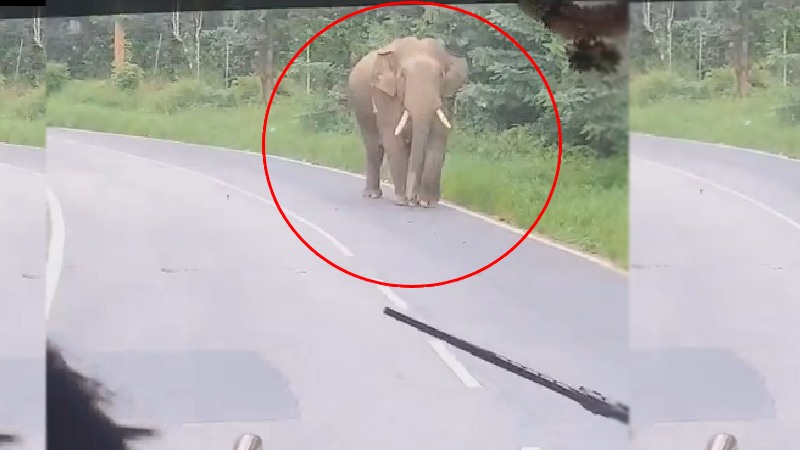 https://newsfirstlive.com/wp-content/uploads/2023/07/Elephant-2.jpg