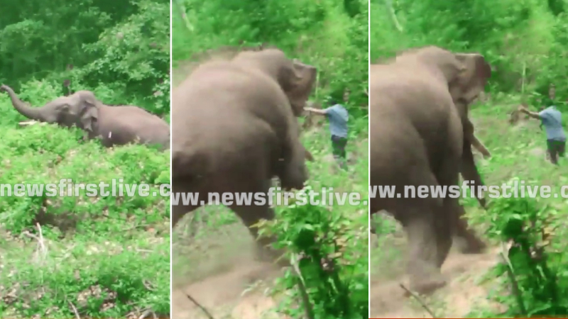 https://newsfirstlive.com/wp-content/uploads/2023/08/Elephant-Attack.jpg