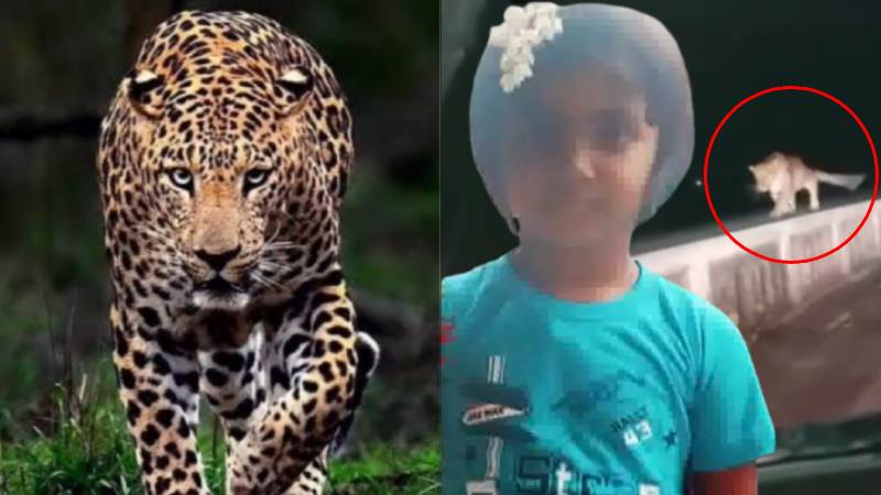 https://newsfirstlive.com/wp-content/uploads/2023/08/Tirupati-leopard.jpg