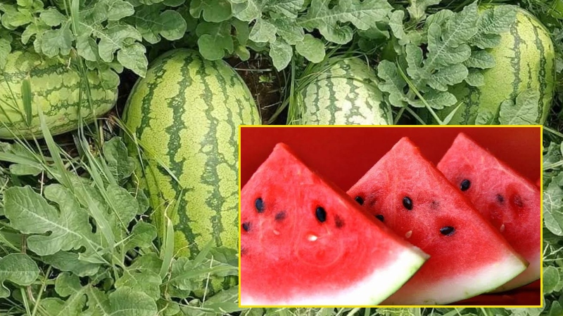 https://newsfirstlive.com/wp-content/uploads/2023/08/watermelons-_1.jpg