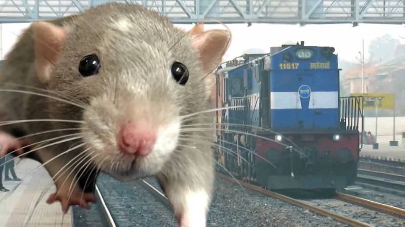 https://newsfirstlive.com/wp-content/uploads/2023/09/Railway-Rat.jpg
