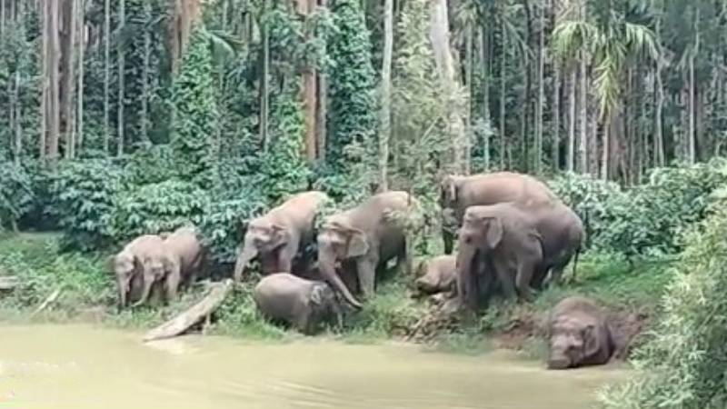 https://newsfirstlive.com/wp-content/uploads/2023/09/elephant-1.jpg
